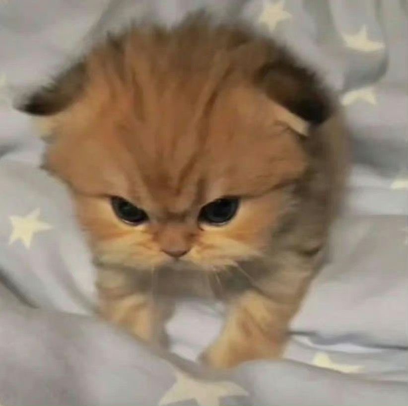 [잡담] 원빈이 캬옹 | 인스티즈