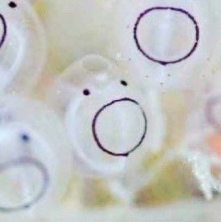 [잡담] 원빈 멍게미 있음 | 인스티즈