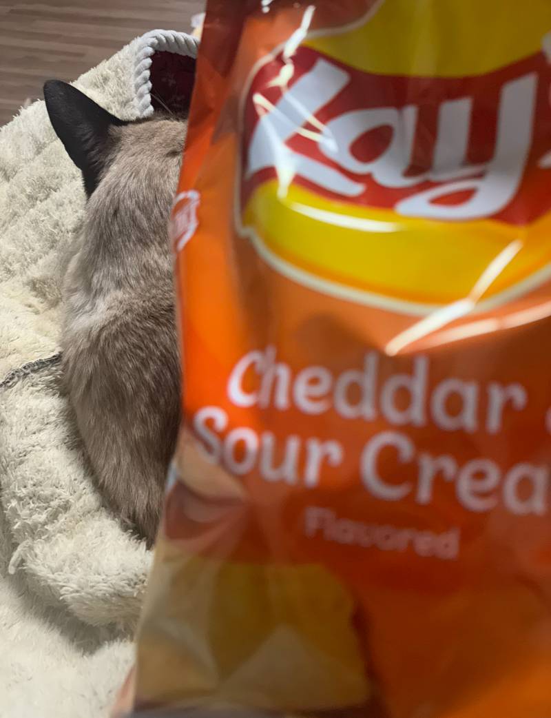 [잡담] 와 얘들아 이 감자칩 레전드로 맛있다 | 인스티즈