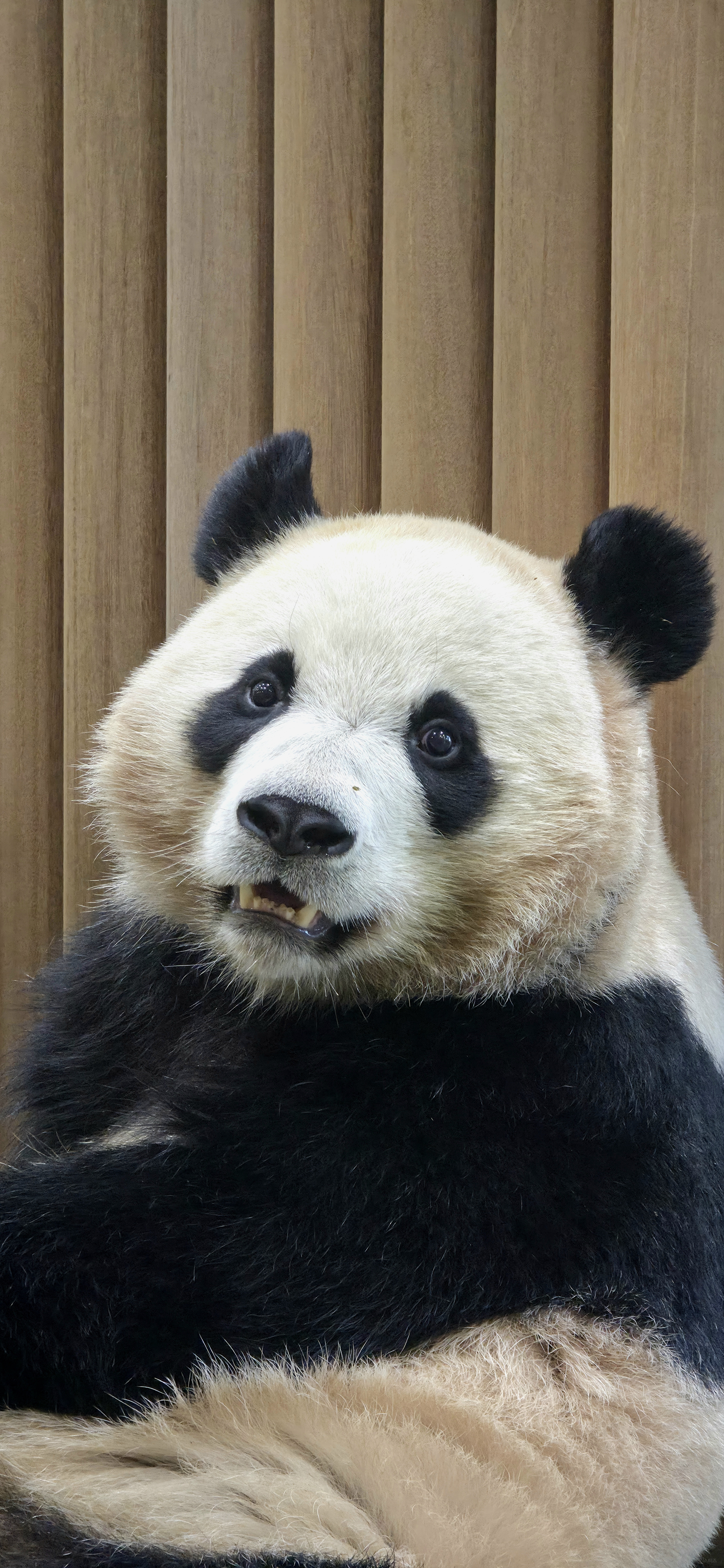 [잡담] 귀여운 곰돌이 보고가 | 인스티즈