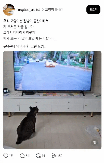 우리 고양이는 길냥이 출신이라서 | 인스티즈