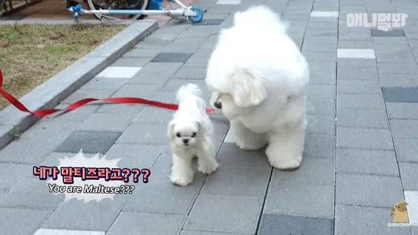 [잡담] 둘다 말티즈 인거 개웃기다 | 인스티즈