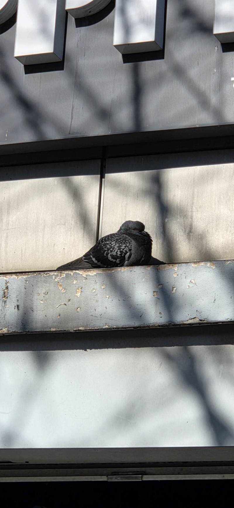 [잡담] 낮에 비둘기가 구우면서 조는 사진 찍었어 | 인스티즈