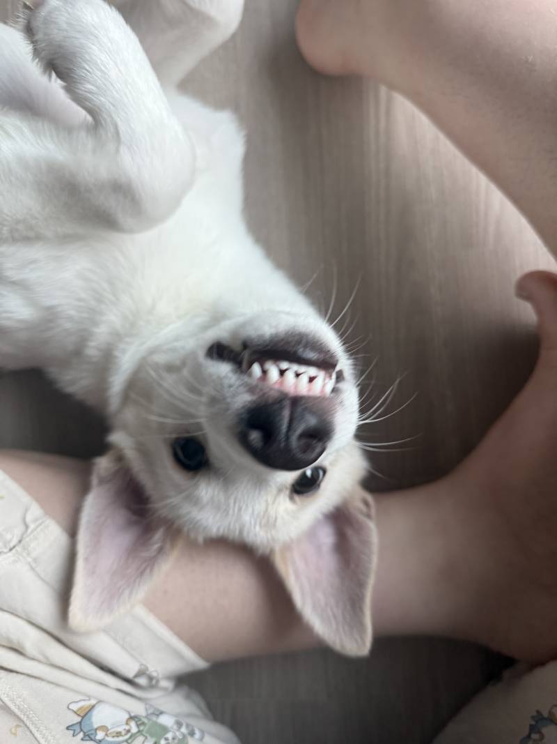 [잡담] 아니 우리 애만 자꾸 앞니 플러팅 하니 | 인스티즈