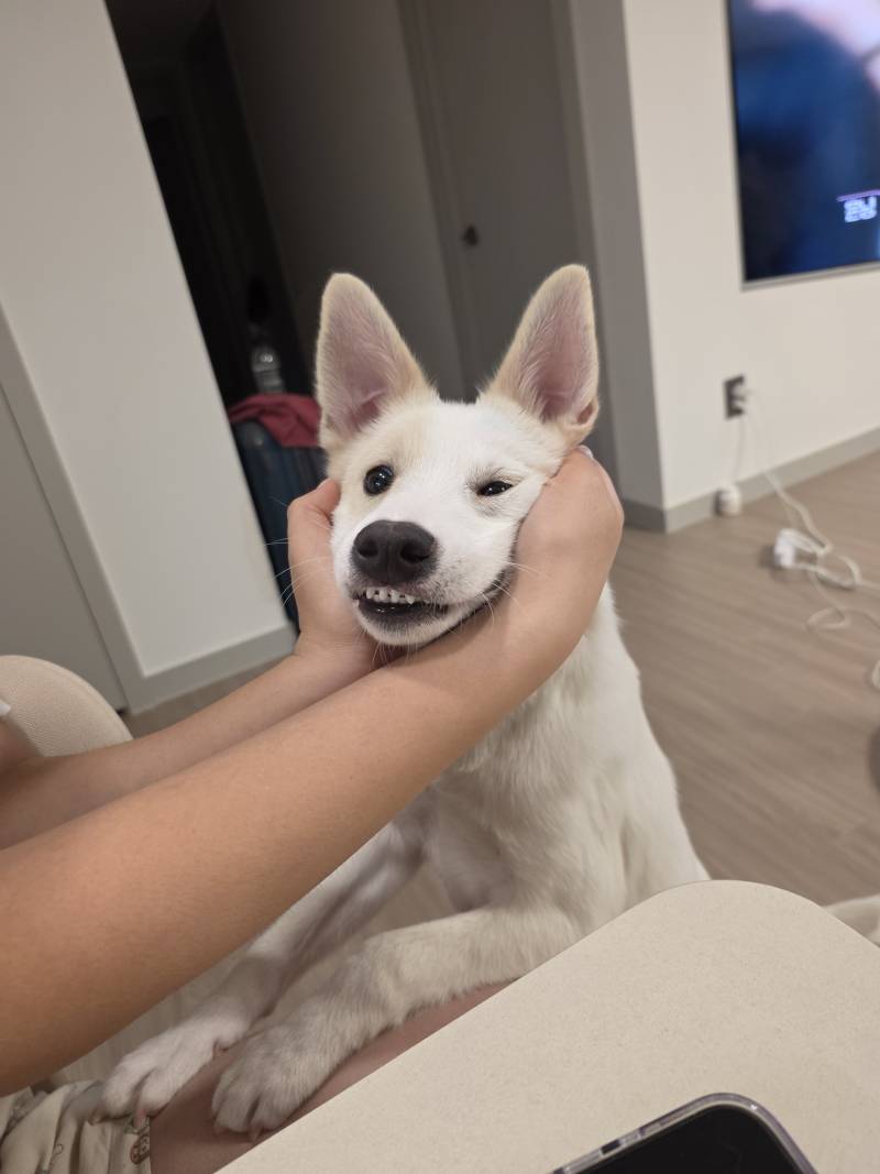 [잡담] 아니 우리 애만 자꾸 앞니 플러팅 하니 | 인스티즈