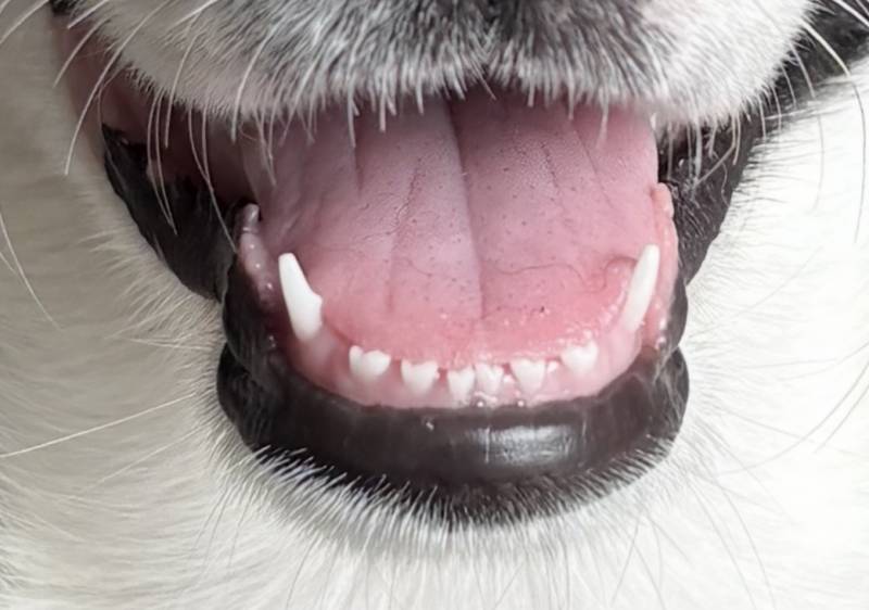 [잡담] 울집 강아지 유치 시절 보고갈래? | 인스티즈