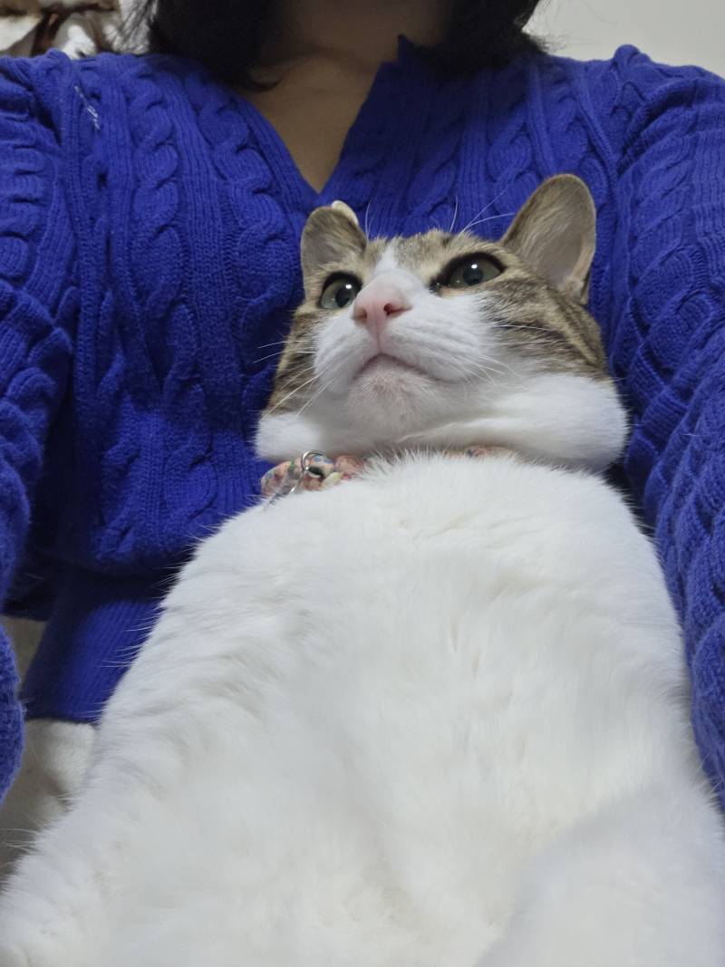 [잡담] 하 우리집 고양이 겨울이라고 안아도 가만히 있는거 넘 귀여워ㅠㅠ | 인스티즈