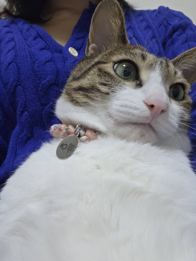 [잡담] 하 우리집 고양이 겨울이라고 안아도 가만히 있는거 넘 귀여워ㅠㅠ | 인스티즈