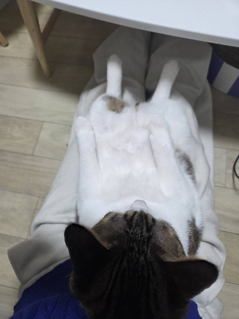 [잡담] 하 우리집 고양이 겨울이라고 안아도 가만히 있는거 넘 귀여워ㅠㅠ | 인스티즈