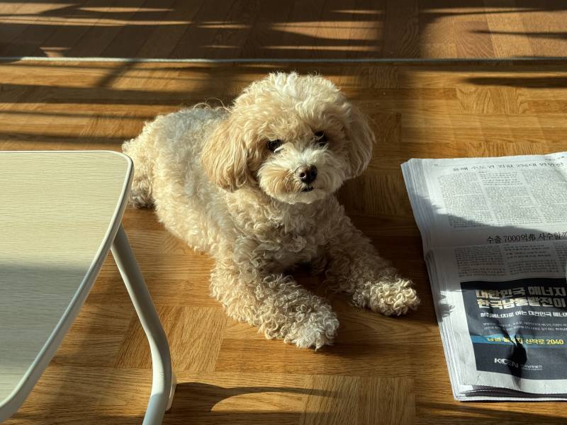 [잡담] 울강쥐 오늘 미용이라 털 MAX!!! | 인스티즈