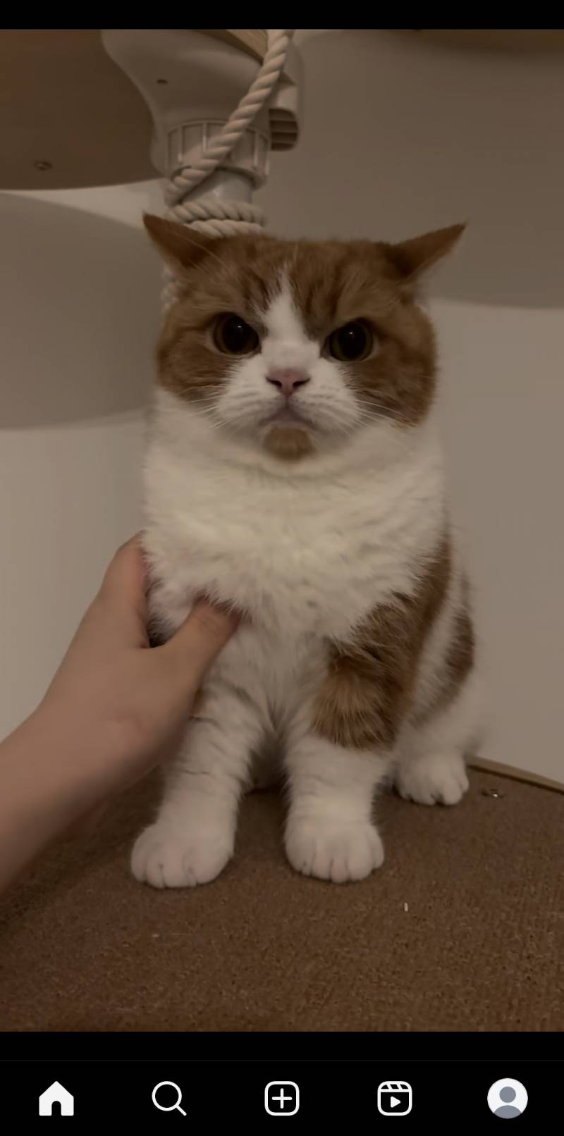 [잡담] 다음생엔 화목한집 고양이로태어날래... | 인스티즈