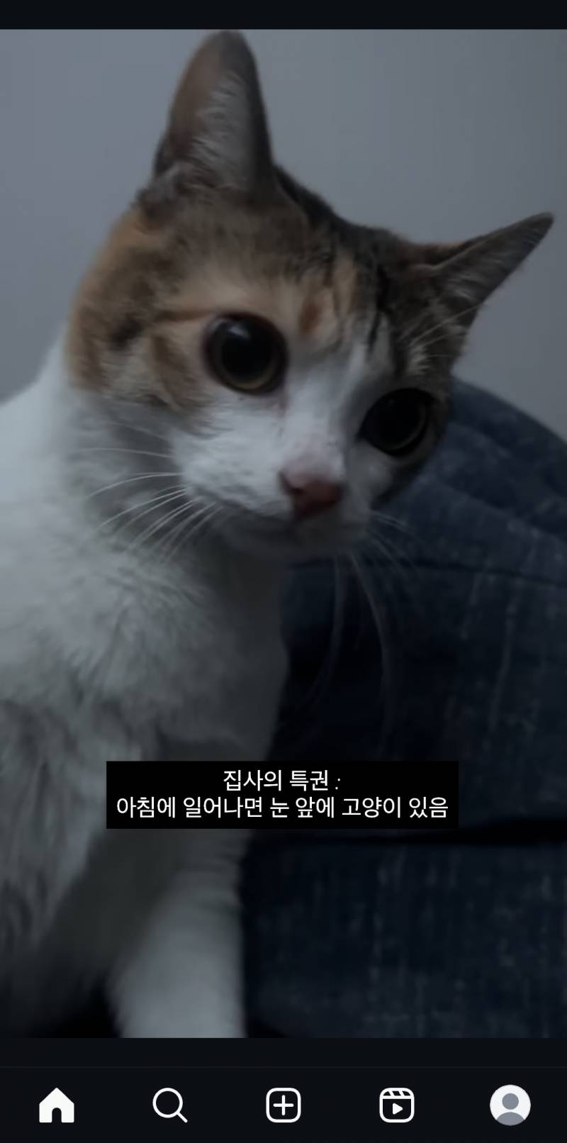 [잡담] 다음생엔 화목한집 고양이로태어날래... | 인스티즈