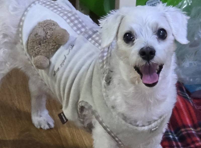 [잡담] 우리집 강쥐 이렇게 생김>>🥺 | 인스티즈