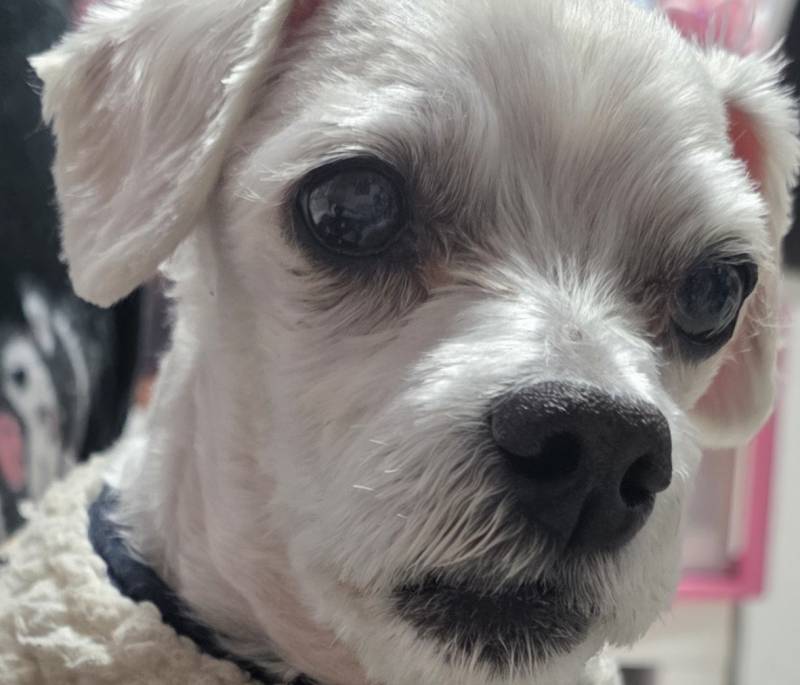 [잡담] 우리집 강쥐 이렇게 생김>>🥺 | 인스티즈