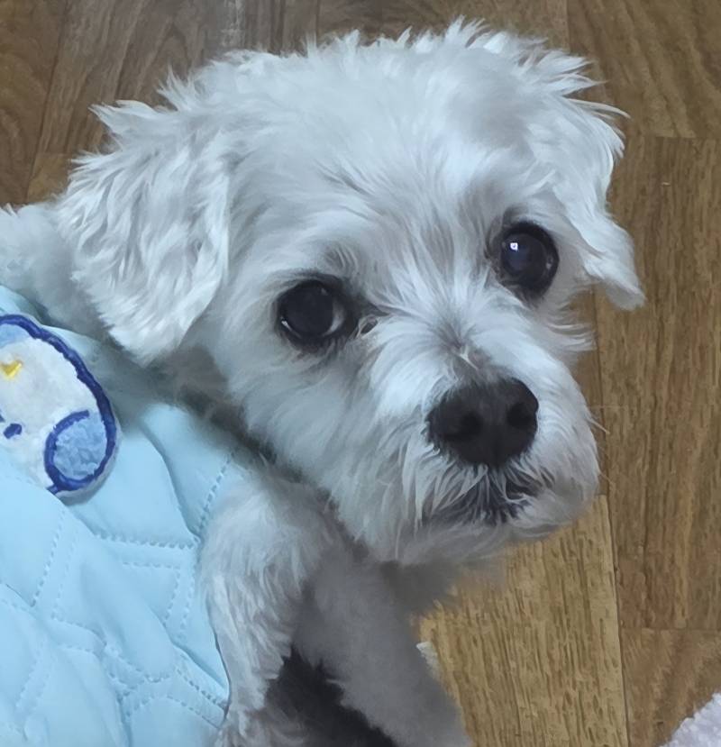 [잡담] 우리집 강쥐 이렇게 생김>>🥺 | 인스티즈