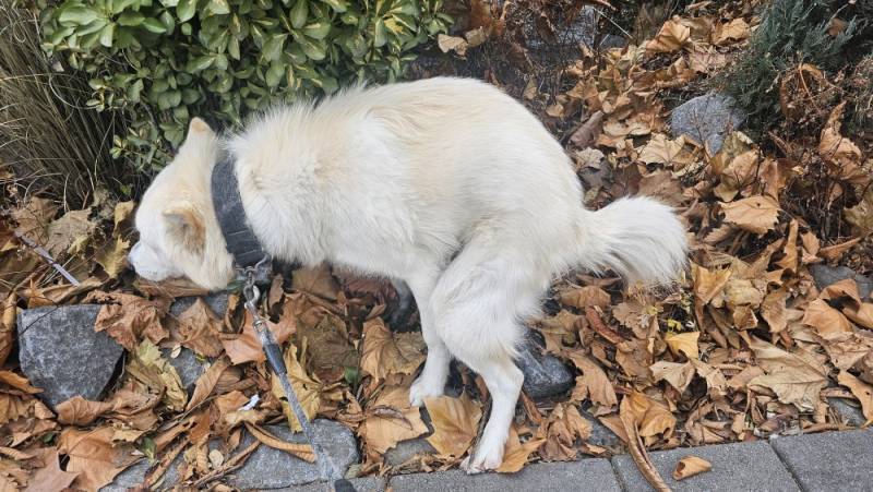 [잡담] 우리집 가나디 응가포즈봐줘 | 인스티즈