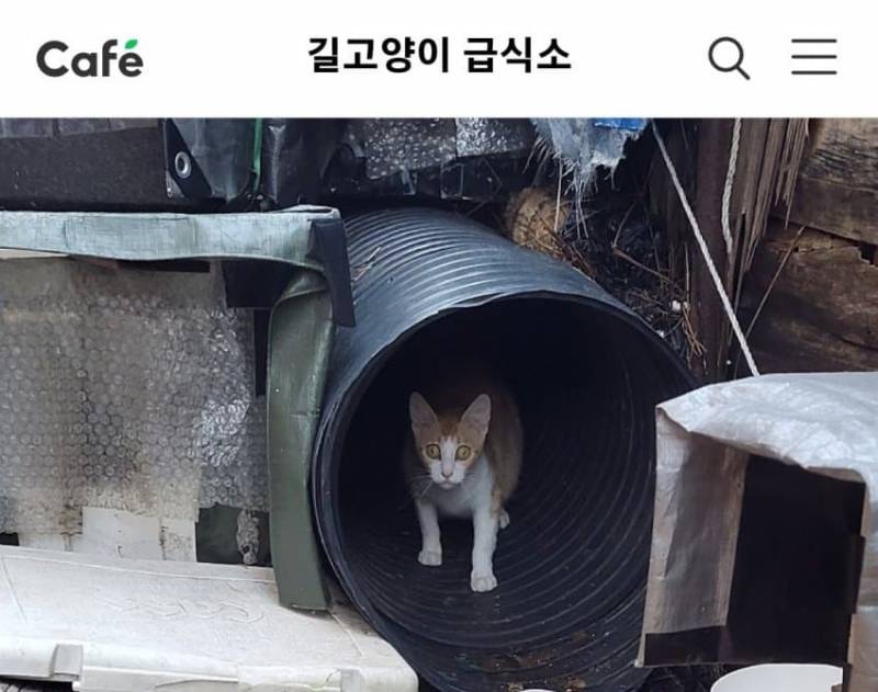 [잡담] 와 길냥이 얼굴봐봐 | 인스티즈