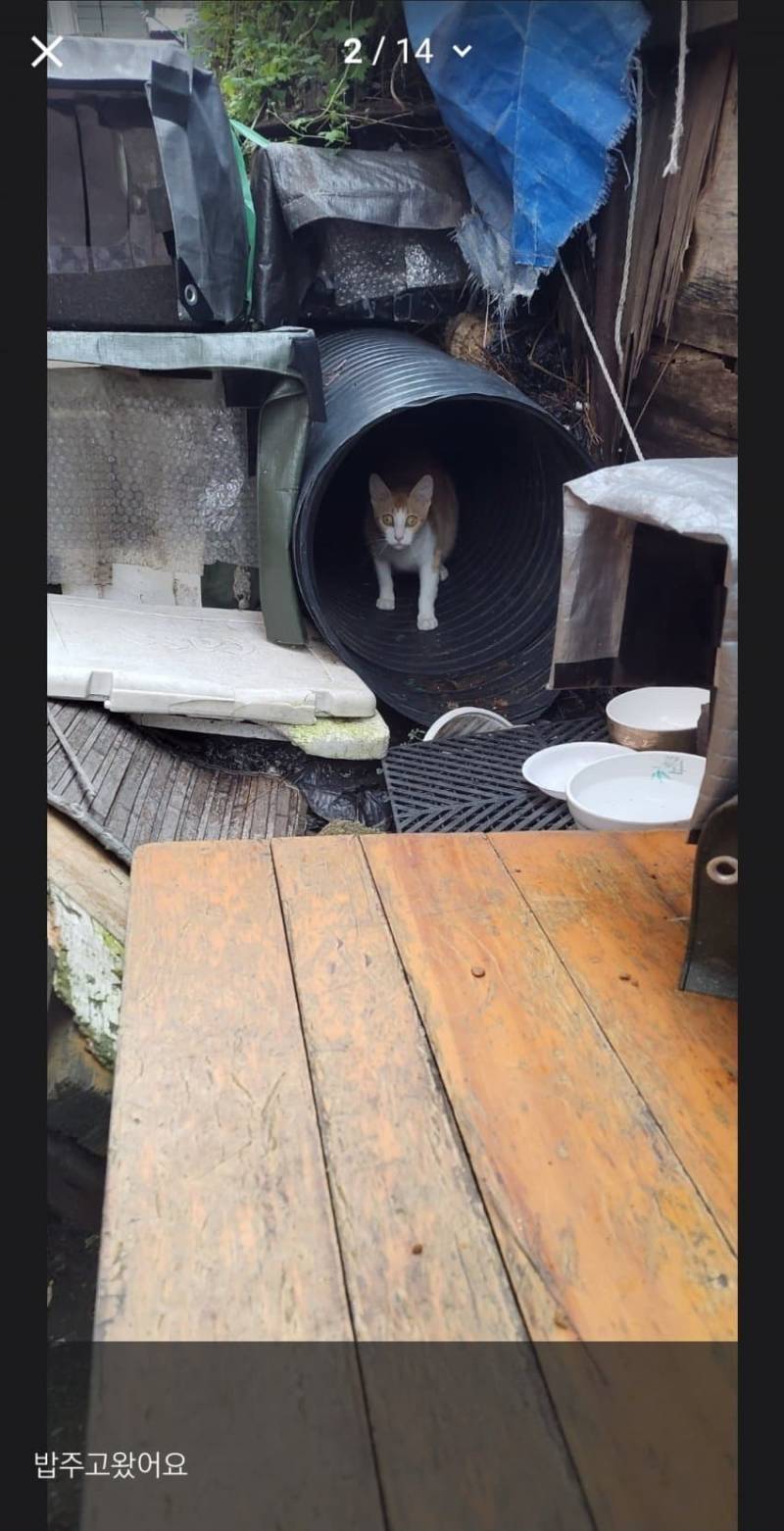 [잡담] 와 길냥이 얼굴봐봐 | 인스티즈