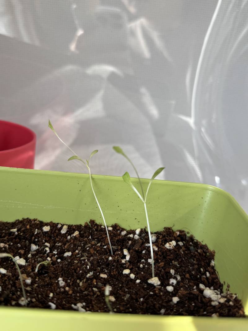 [잡담] 나 상추 심었는데 이거 망한 거겠지.. | 인스티즈