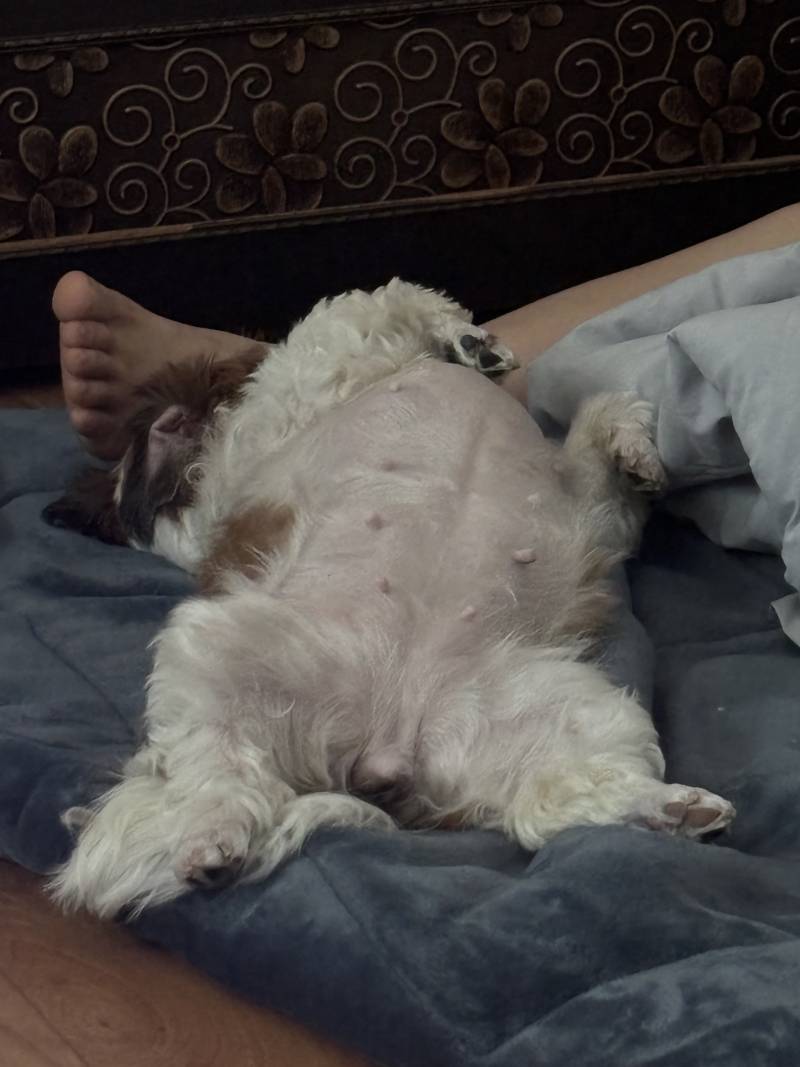 [잡담] 누워있는 자세 짱 편해보이네 | 인스티즈