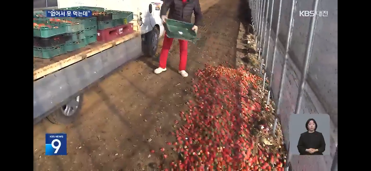 [정보/소식] "없어서 못 먹는데”…딸기 수백kg씩 폐기 | 인스티즈