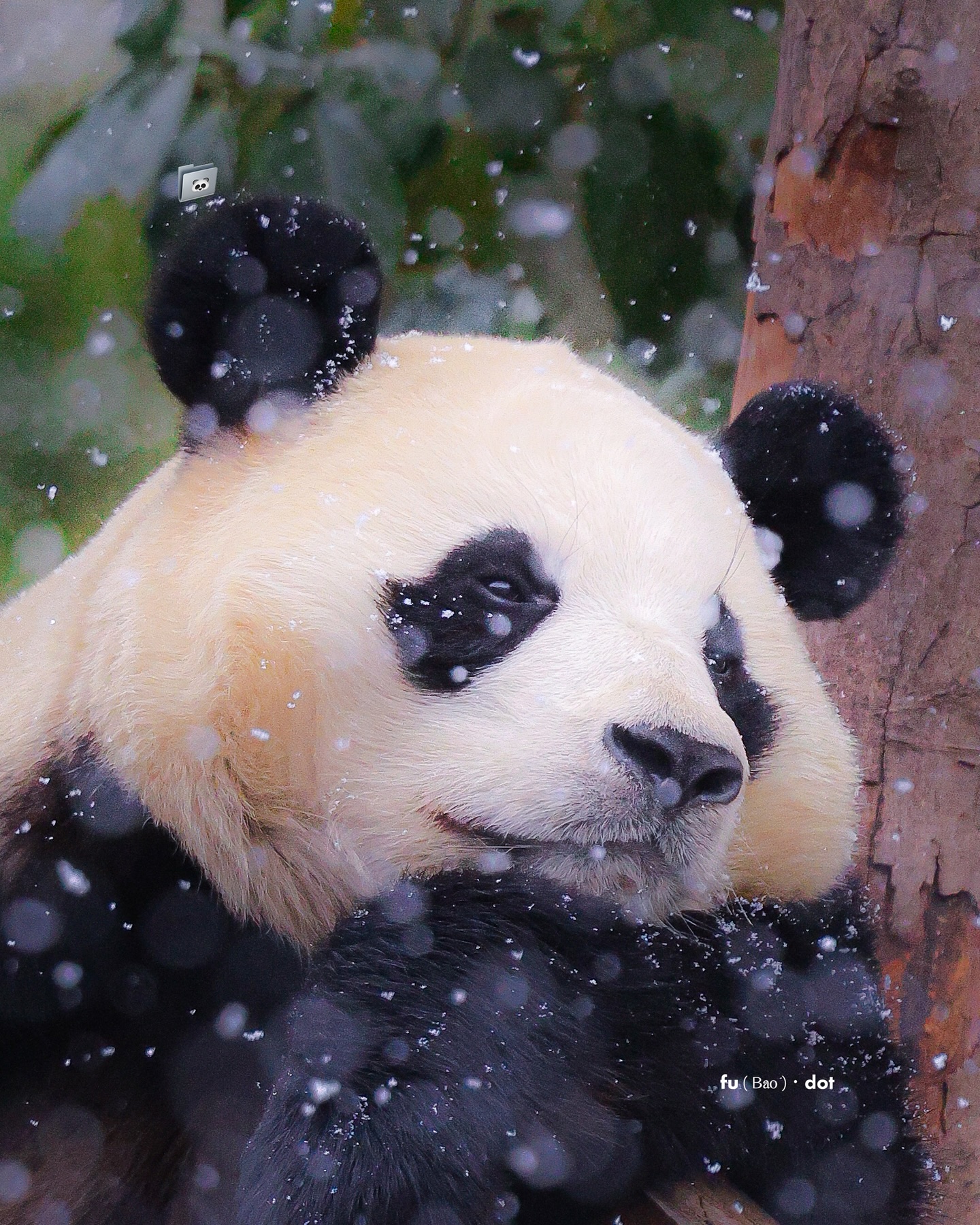 [잡담] 눈 맞는 푸바오 사진이라는데 너무 이쁨 ㅠㅠㅠ | 인스티즈