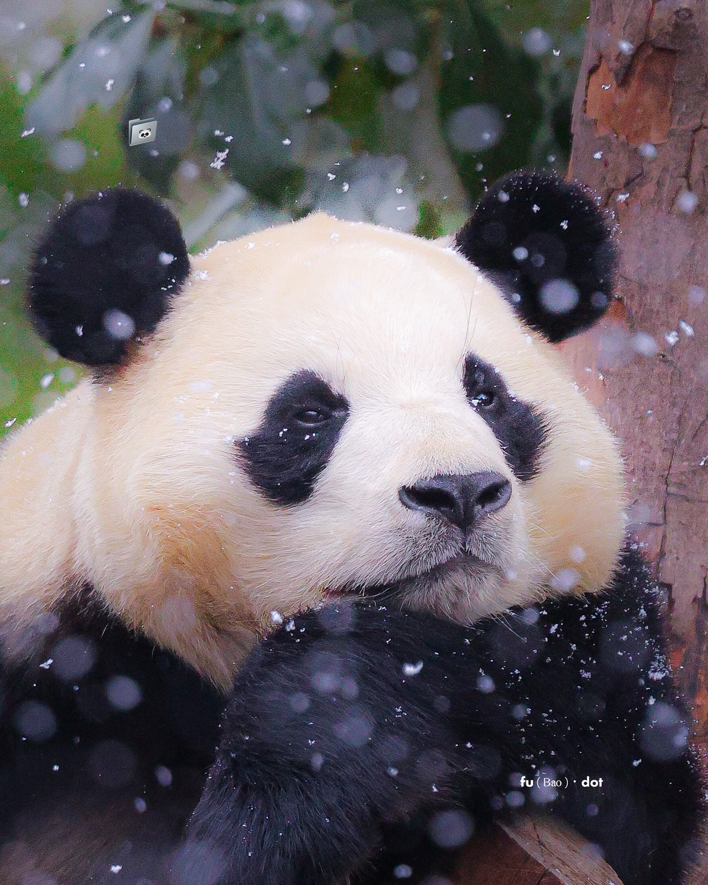 [잡담] 눈 맞는 푸바오 사진이라는데 너무 이쁨 ㅠㅠㅠ | 인스티즈