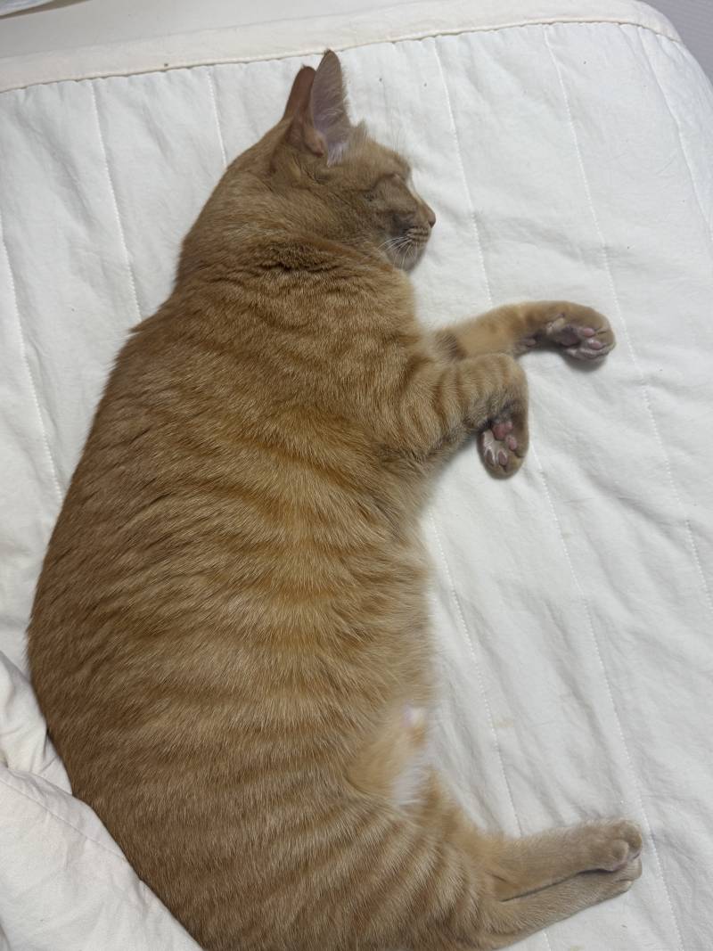 [잡담] 전기장판 틀어줬더니 고양이 녹음 | 인스티즈