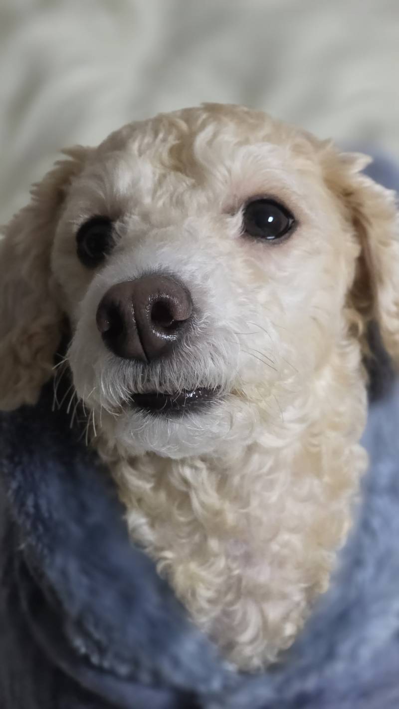 [잡담] 강쥐 겨울 옷 사려는데 추천해주라 | 인스티즈