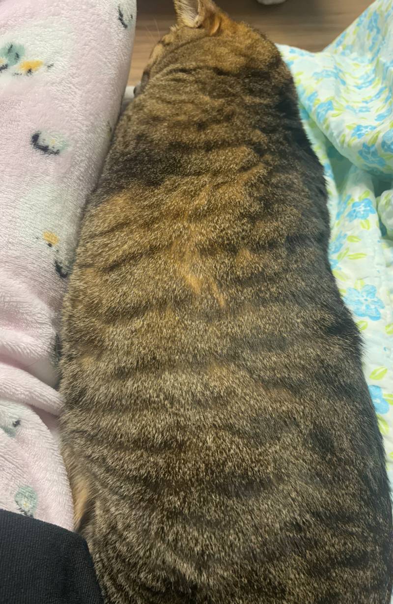 [잡담] 너네 반려 해삼 알아? 요즘은 해삼도 키운대 | 인스티즈