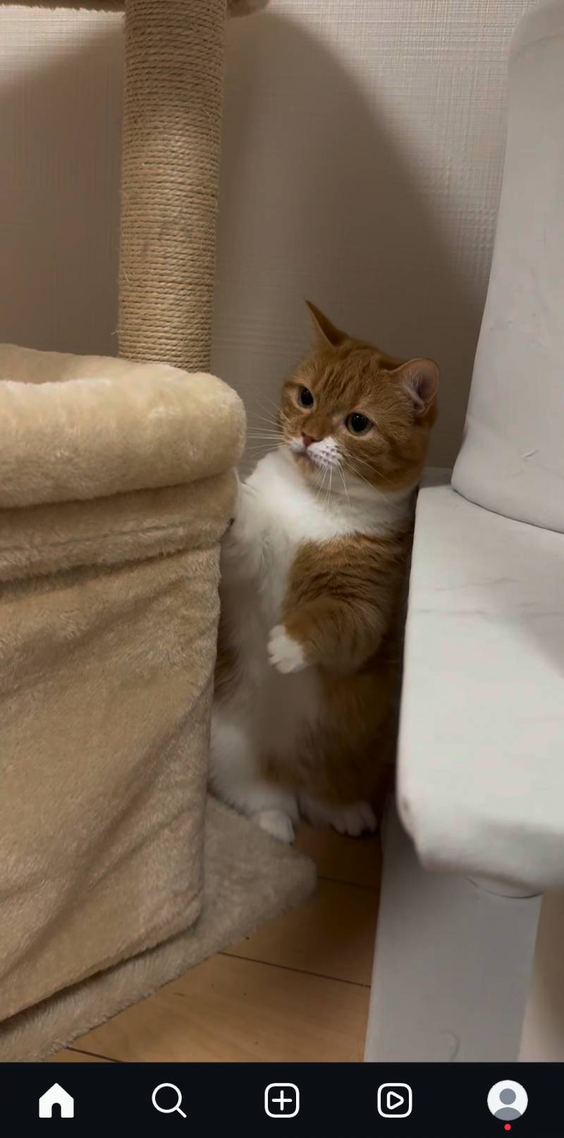 [잡담] 개귀여운 고양이 발견... | 인스티즈