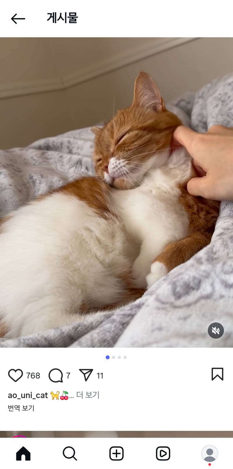 [잡담] 개귀여운 고양이 발견... | 인스티즈