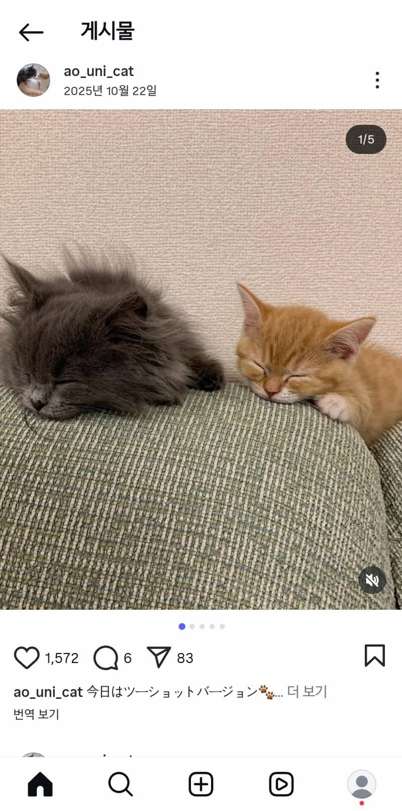 [잡담] 개귀여운 고양이 발견... | 인스티즈