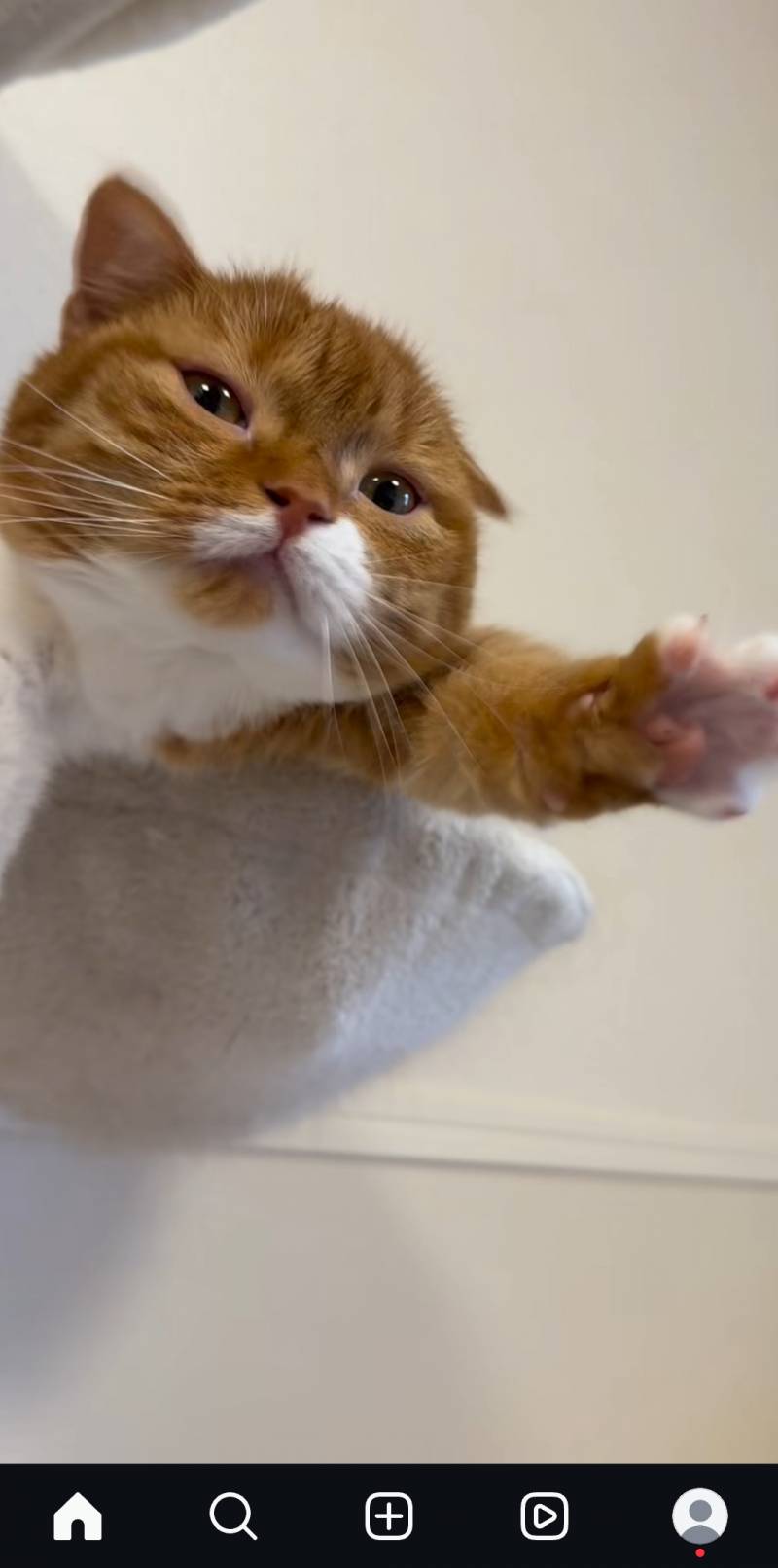 [잡담] 개귀여운 고양이 발견... | 인스티즈