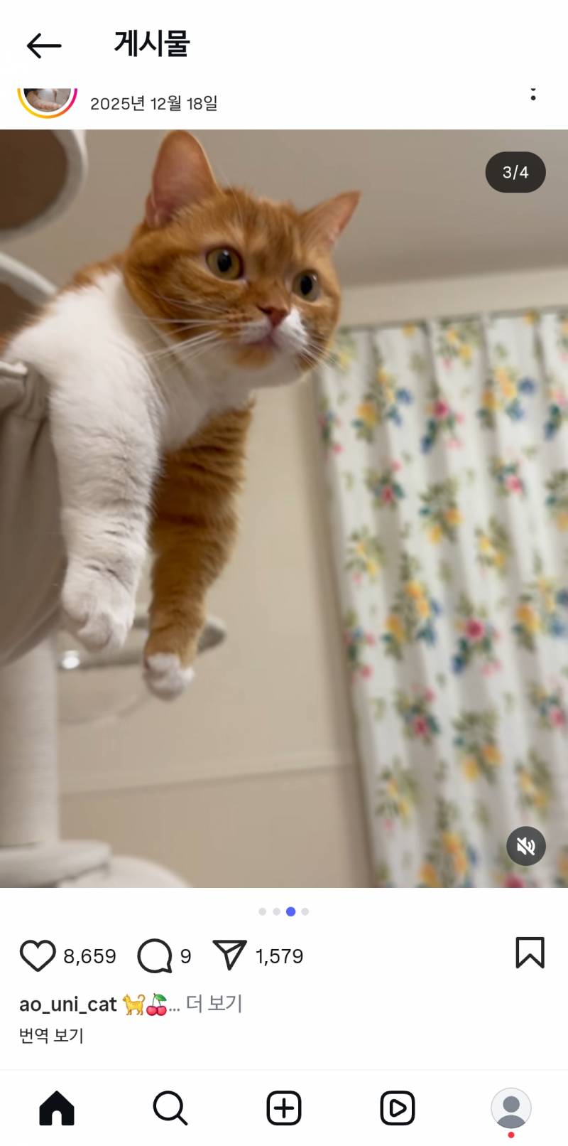 [잡담] 개귀여운 고양이 발견... | 인스티즈