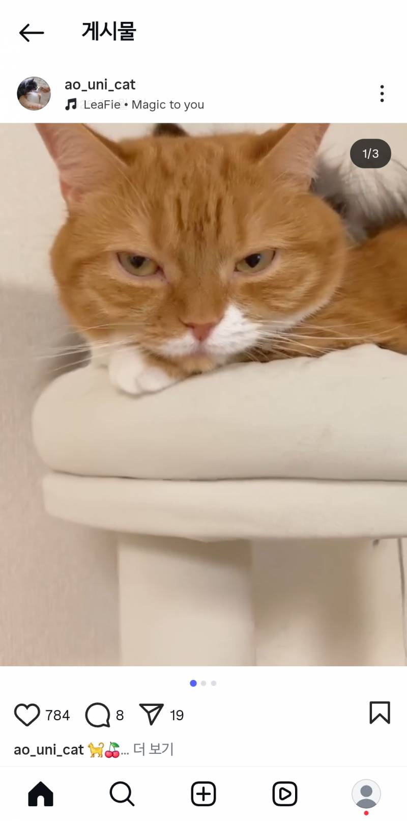 [잡담] 개귀여운 고양이 발견... | 인스티즈