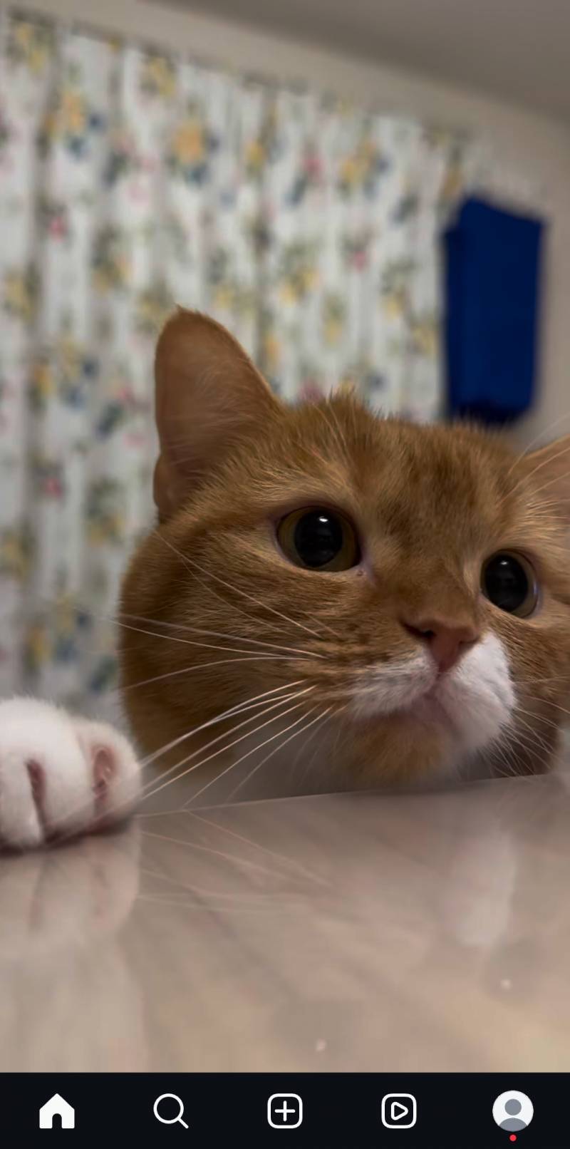 [잡담] 개귀여운 고양이 발견... | 인스티즈