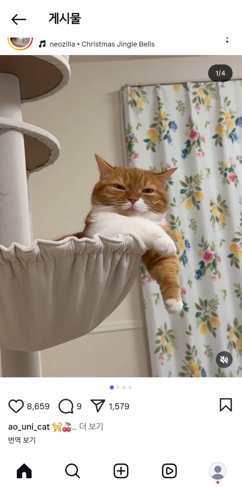 [잡담] 개귀여운 고양이 발견... | 인스티즈