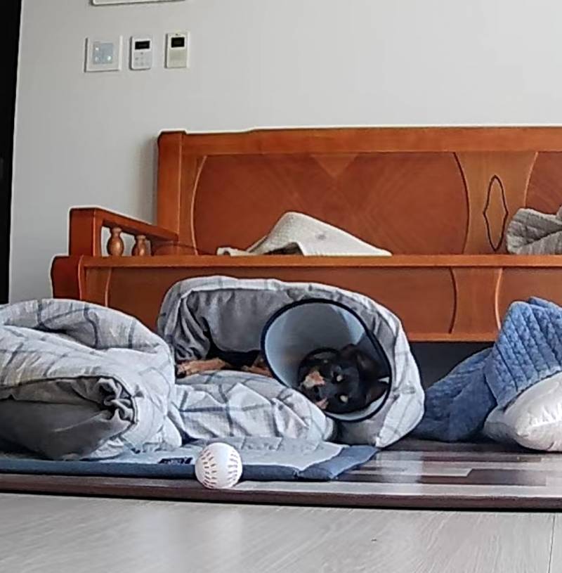 [잡담] 홈캠보는데 댕댕이 잘 자네... 나도 옆에 누워있고 싶다.... | 인스티즈