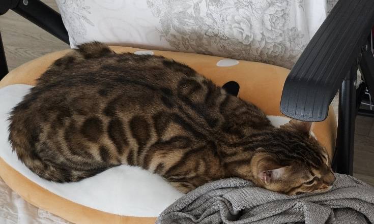 [잡담] 우리집 고양이ㅜㅜ | 인스티즈