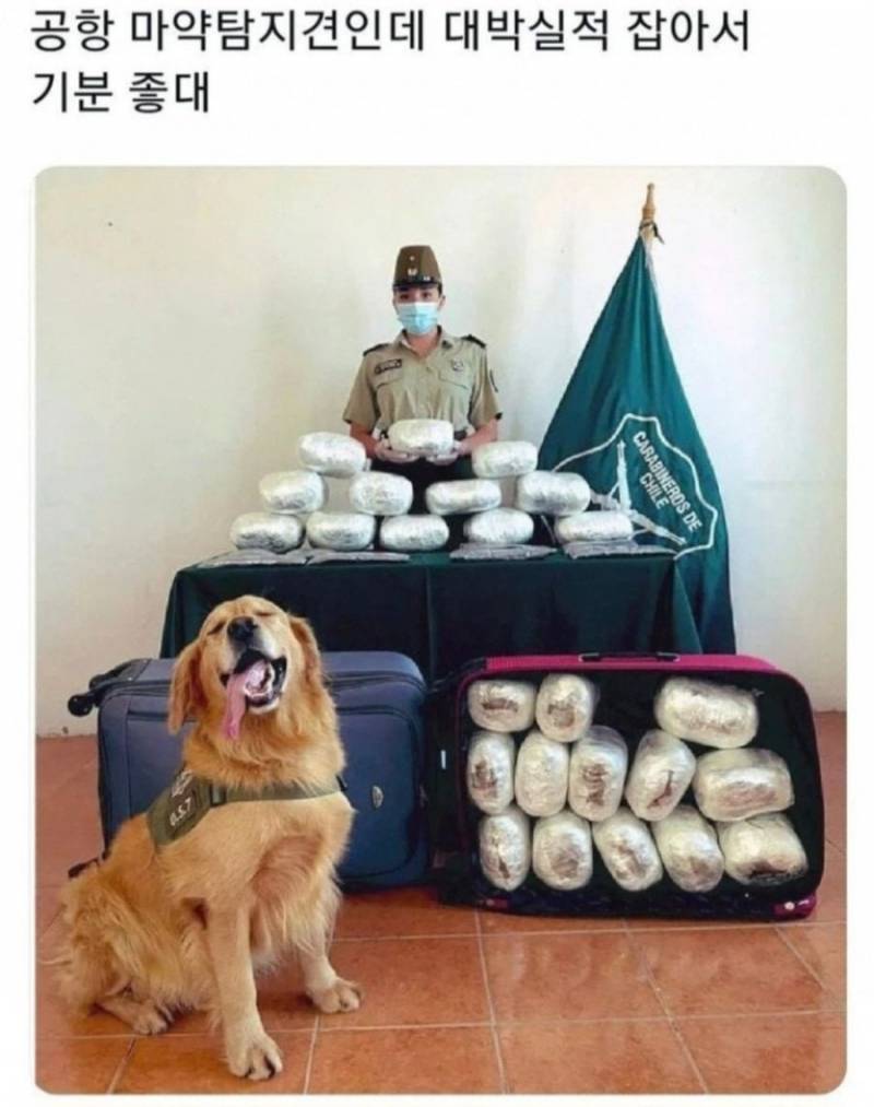 [잡담] 기분 좋아보이는 강아지 | 인스티즈