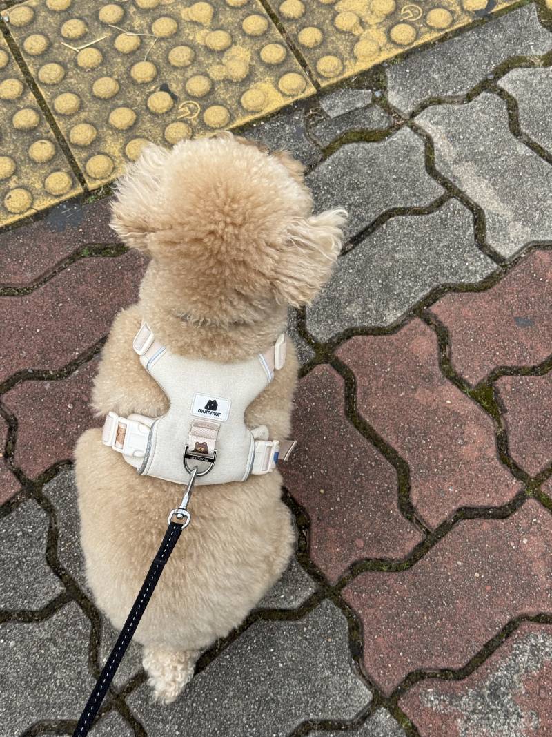 [잡담] 나 냥집사 친구한테 이 짤 보냈는데 찐이더라 ... | 인스티즈