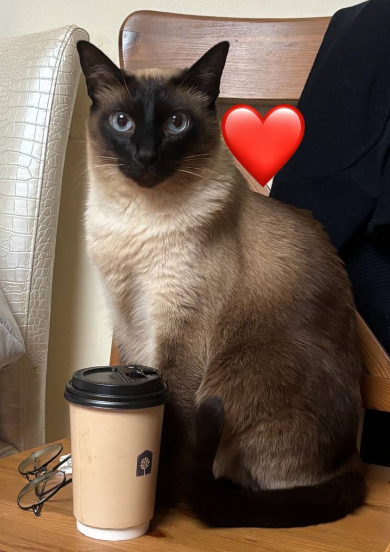 [잡담] 우리집 고양이 인생짤 보고 갈 사람 완전 엘리트처럼 나옴 | 인스티즈