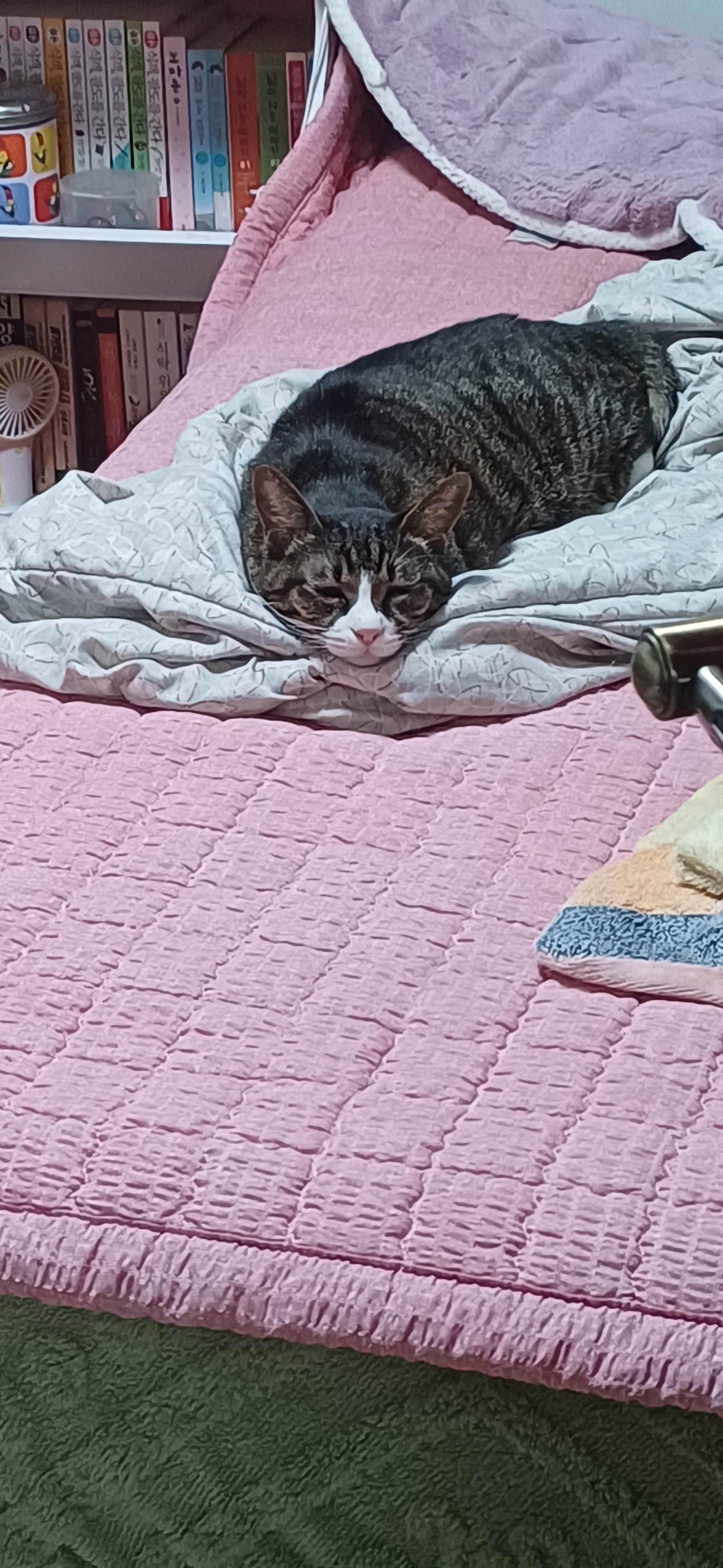 [잡담] 이거 울집고양이 좀 물개처럼 나온듯 | 인스티즈