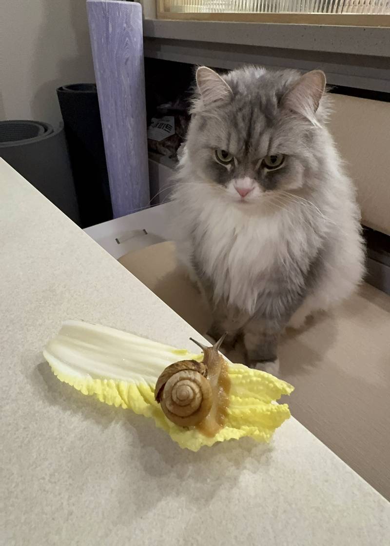 [잡담] 달팽이와 고양이 | 인스티즈