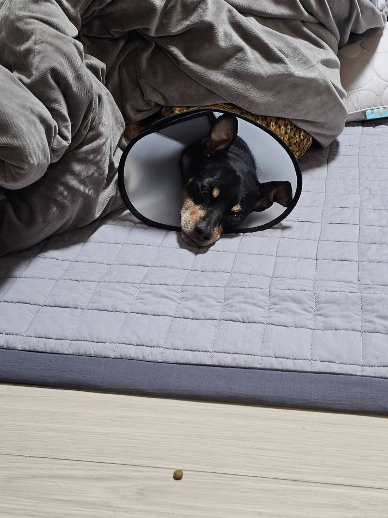 [잡담] 댕댕이가 전기장판에서 나올 생각을 안해.... | 인스티즈