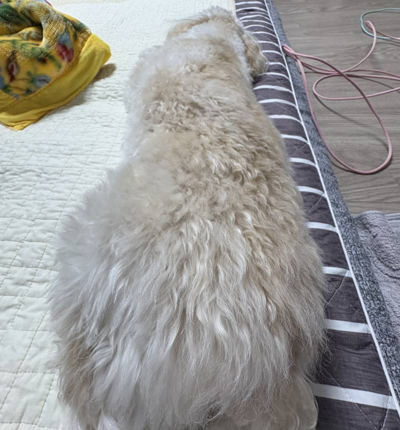 이렇게 긴 강아지를 본 적 있나요 | 인스티즈