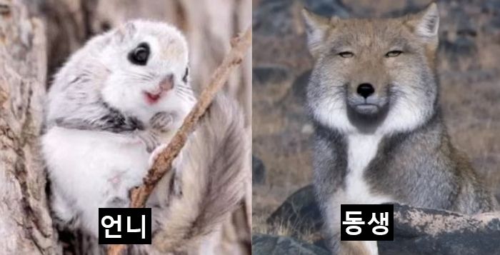 [잡담] 언니와 동생 이 짤 너무공감함 | 인스티즈