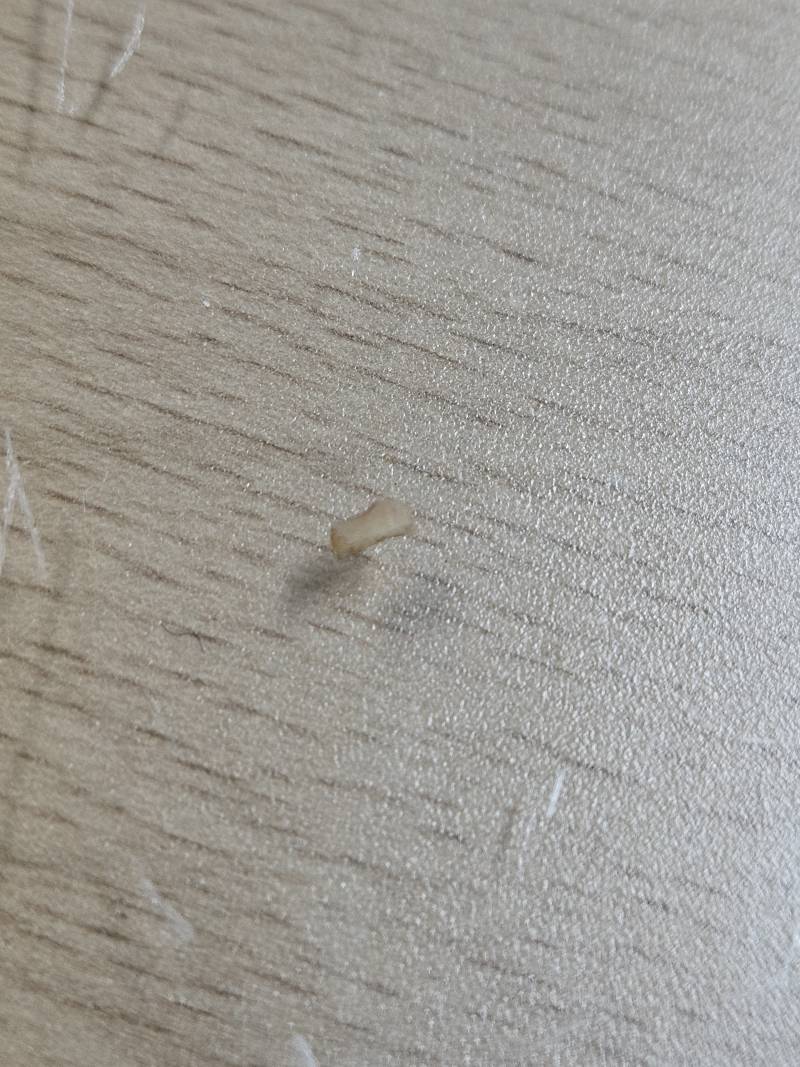 [잡담] 두쫀쿠 먹다가 엄청 딱딱한거 씹었는데.. | 인스티즈