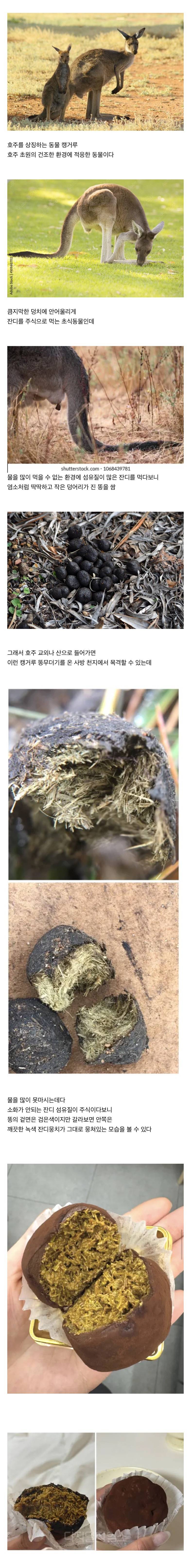 (더러움주의) 호주에서만 판다는 캥쫀쿠..JPG | 인스티즈